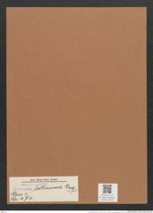 Navicula lattissima Greg. (de-Toni-Nr.: Genus 1, Species 474) Zeichnungen Sammlung Grunow Mappe 00419 (Herbarium_W_Grunow_drawings_Folder_00419)
